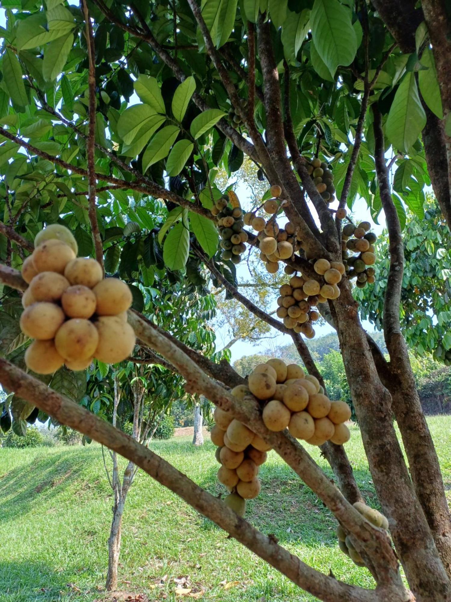 Lemuni Retreat & Training Centre - Kerling, Selangor Ξενοδοχείο Εξωτερικό φωτογραφία